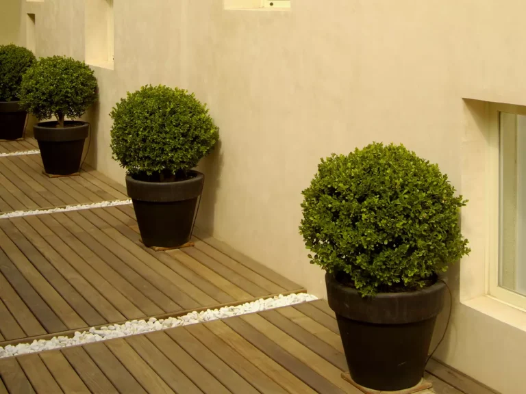 Detalle plantas en patio del Prat